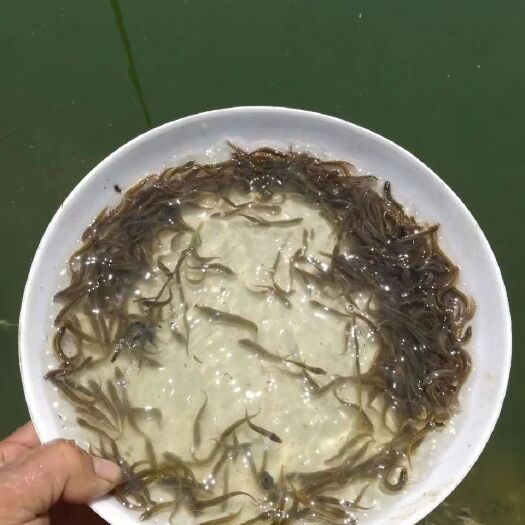 兴国县泥鳅苗，成活率高，一手货源，产地直供，可视频看货