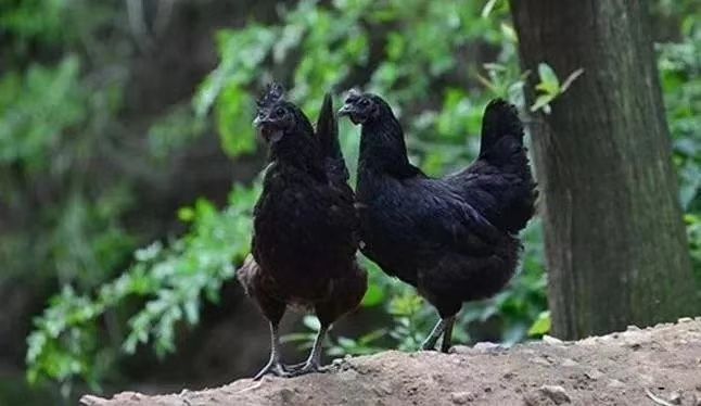 广元 鸡蛋绿壳土鸡蛋
