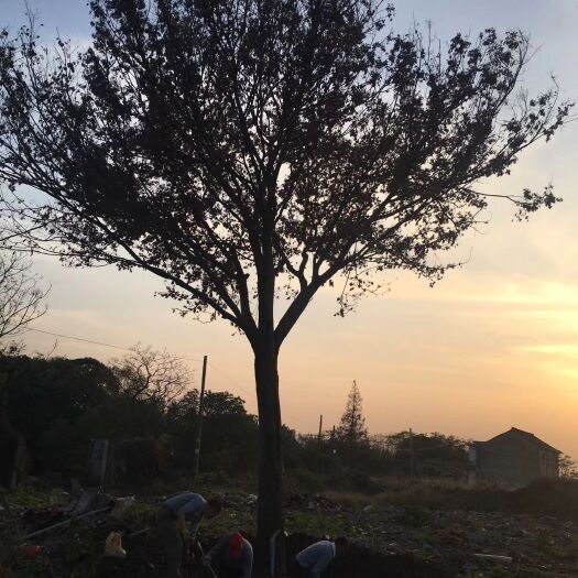 海宁市小叶榉树  我基地有红榉25/50公分的量大