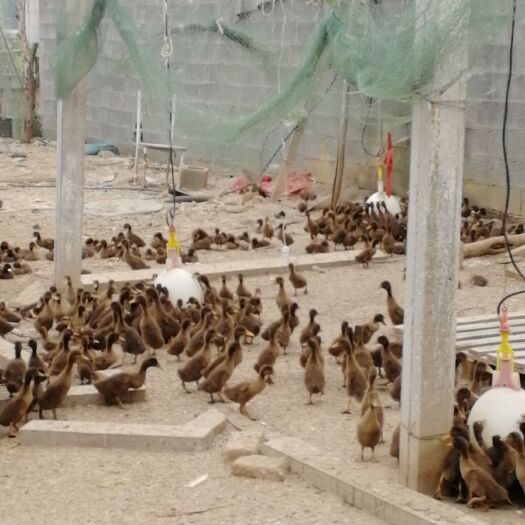 沭阳县 大量出售脱温鸭苗