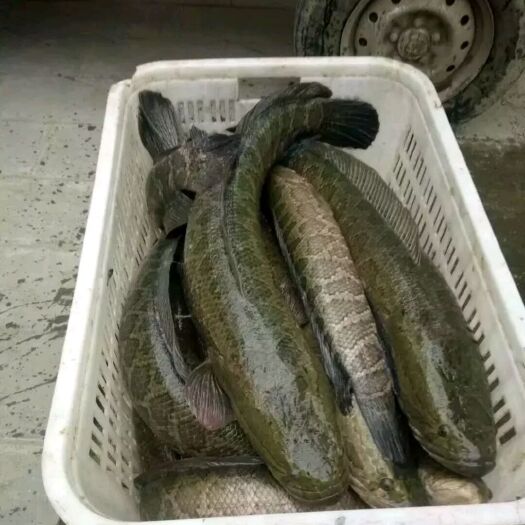 阜宁县冻黑鱼 我们这个黑鱼是吃小海鱼长大的肉质非常爽滑我敢保证你们