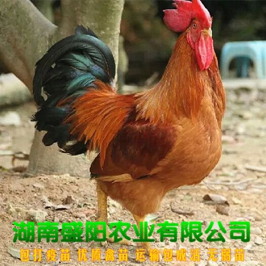 衡阳土鸡苗  厂家直销苗灵山麻鸡苗红毛公鸡苗灵土鸡包运输成活包疫