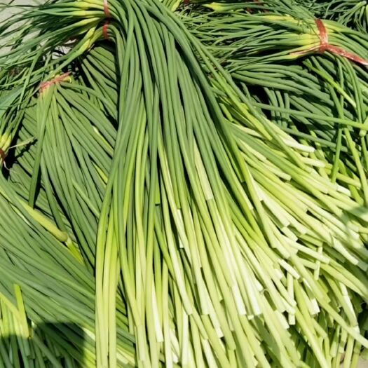 冠县杂交蒜薹 40~50cm