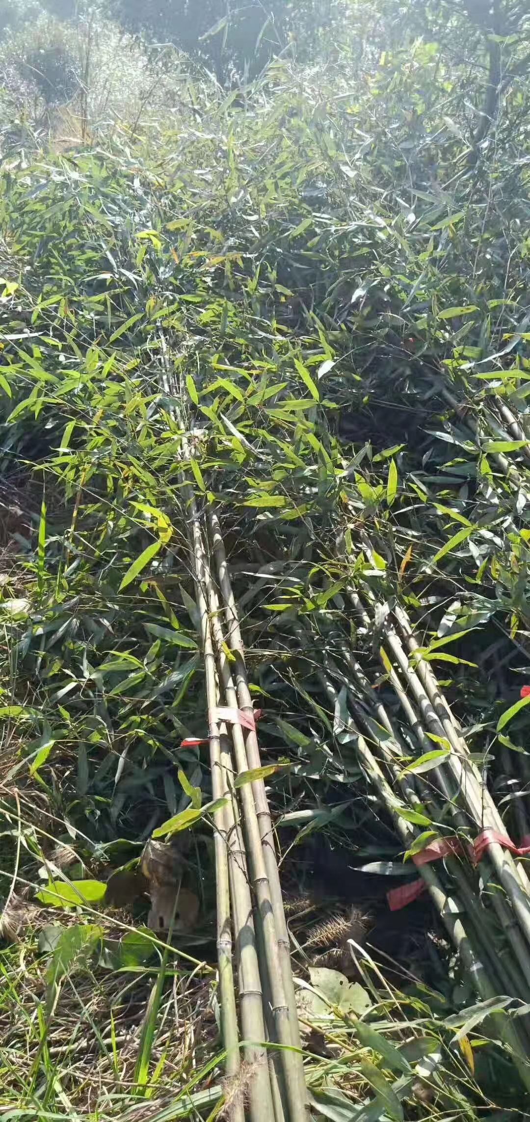 马尼拉草皮、马尼拉草皮价格、马尼拉草卷价格、马尼拉草现在价格