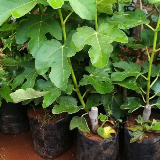 昆明波姬红无花果苗 供应无花果小袋苗