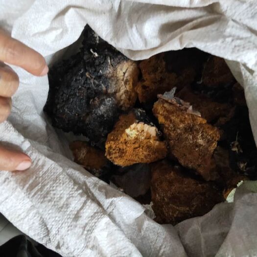 呼玛县白桦茸 大兴安岭桦树泪