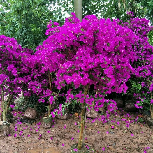 宜宾 紫花三角梅