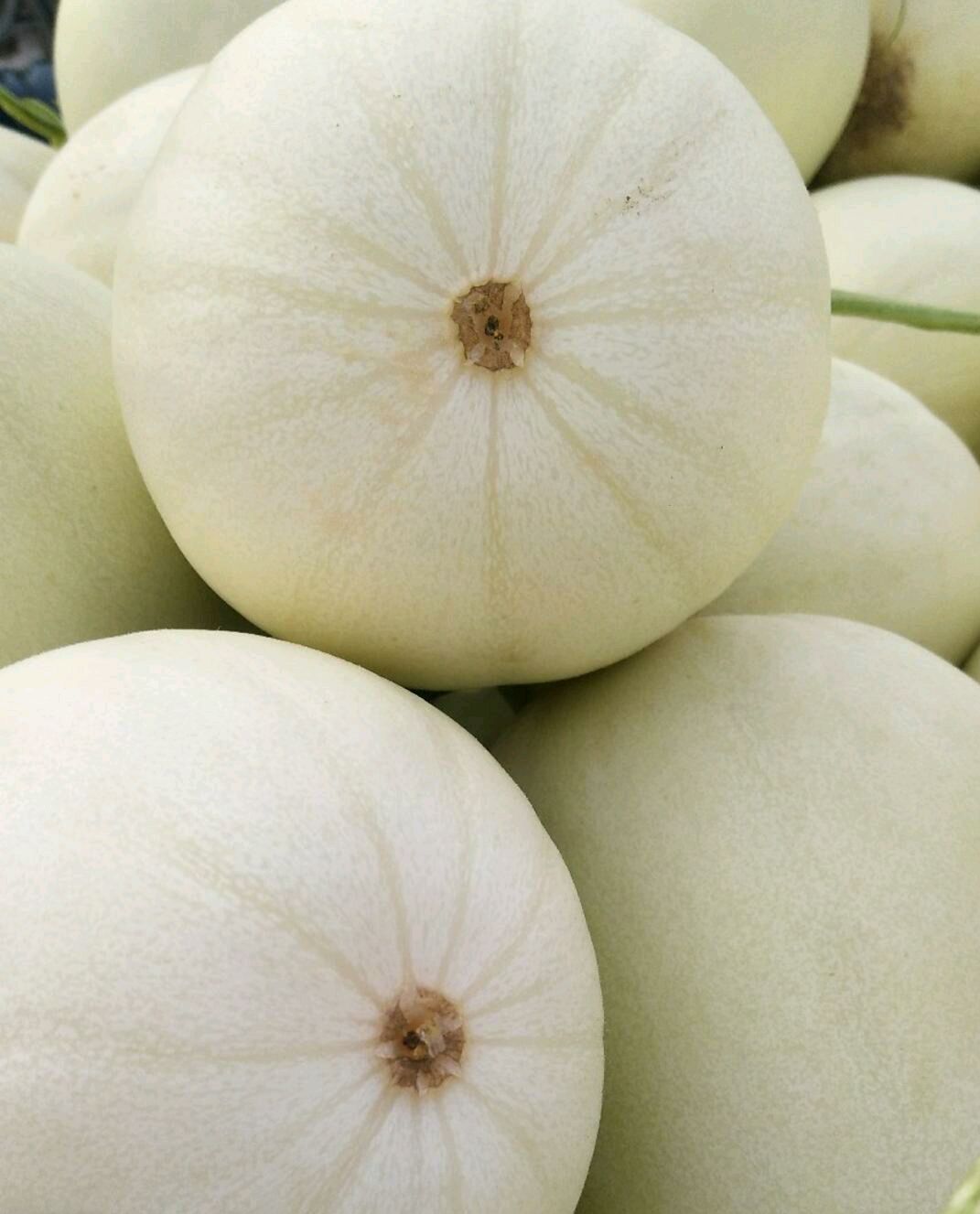 白沙蜜甜瓜 0.5斤以上