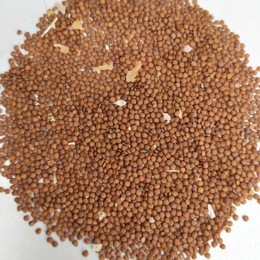 赫章县 批发假酸浆子，新鲜出壳，质量保证，量大可优惠