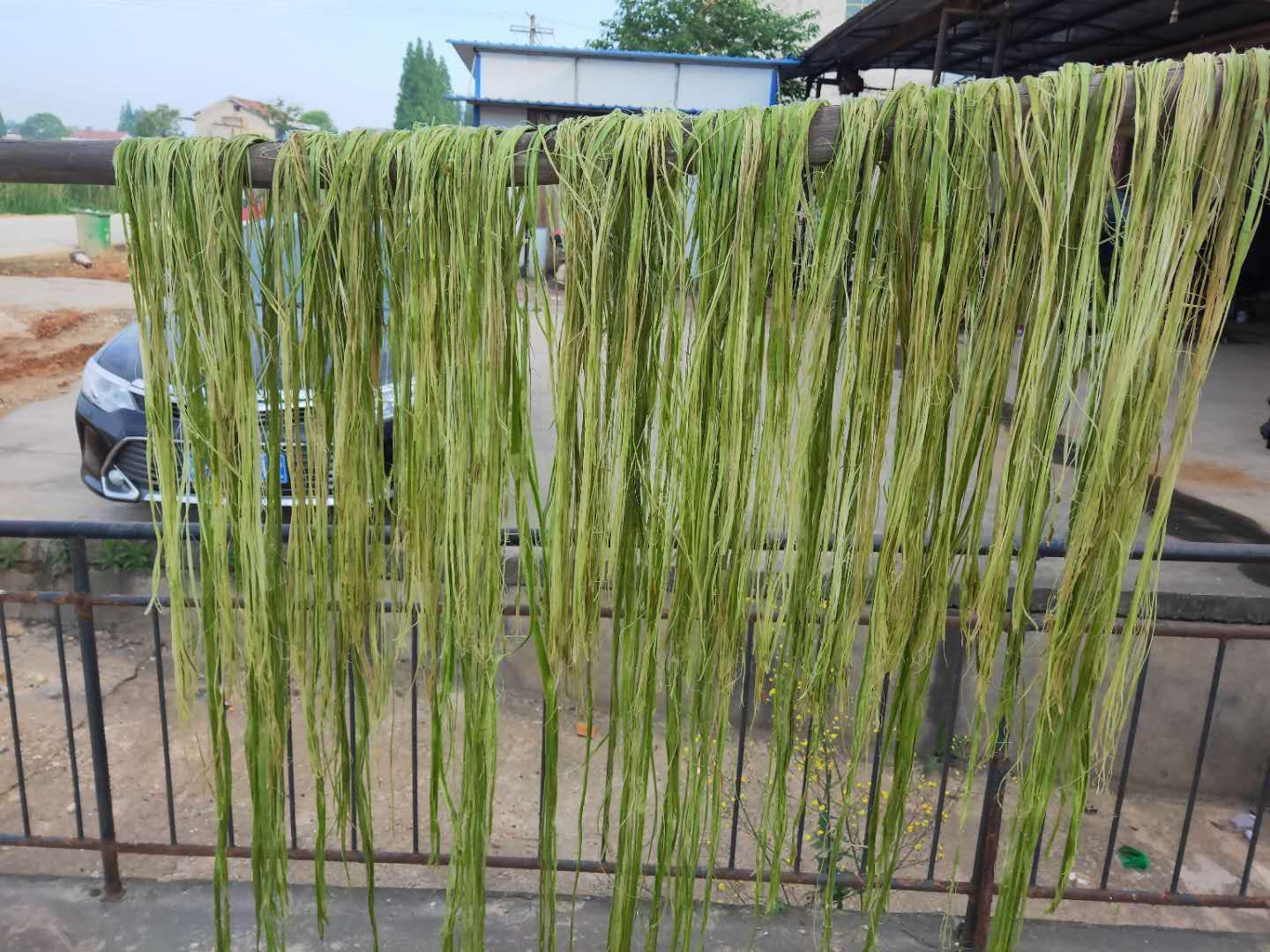 苎麻  湘苎2号