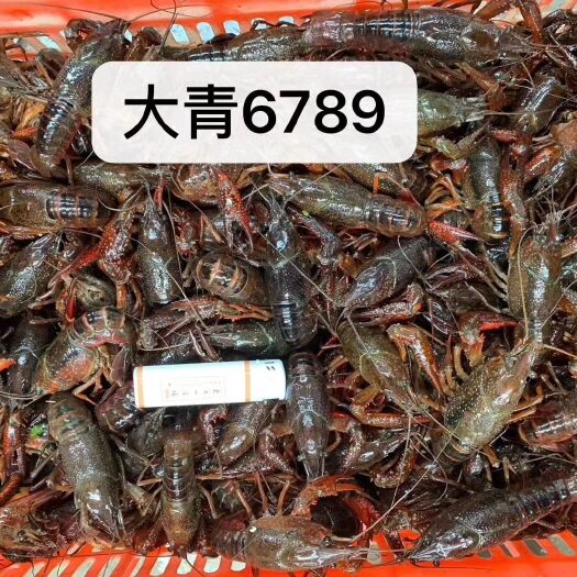 潜江市青虾  硬规格6钱以上大青不封顶带炮头！欢迎采购！