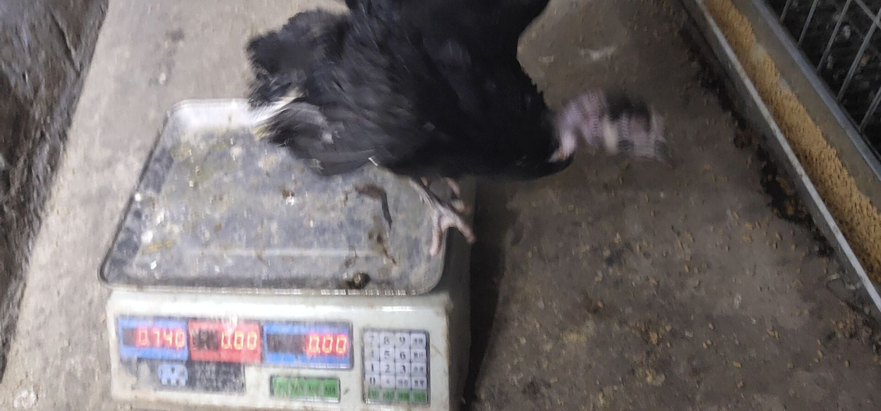  火鸡脱温苗火鸡苗贵妃鸡苗北京油鸡苗东涛鸡苗珍珠鸡苗各种鸡苗