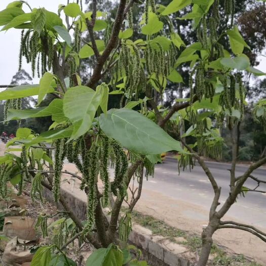 灵山县长果桑苗 长果桑