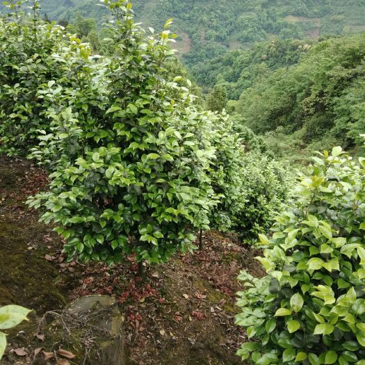 盐津县 成品茶花树