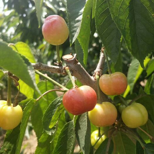 冠县布鲁克斯樱桃 布鲁克斯开始上色了