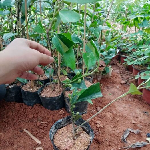 灵山县粉红黑老虎苗 黑老虎树苗 布福娜苗树苗 带土带叶发货