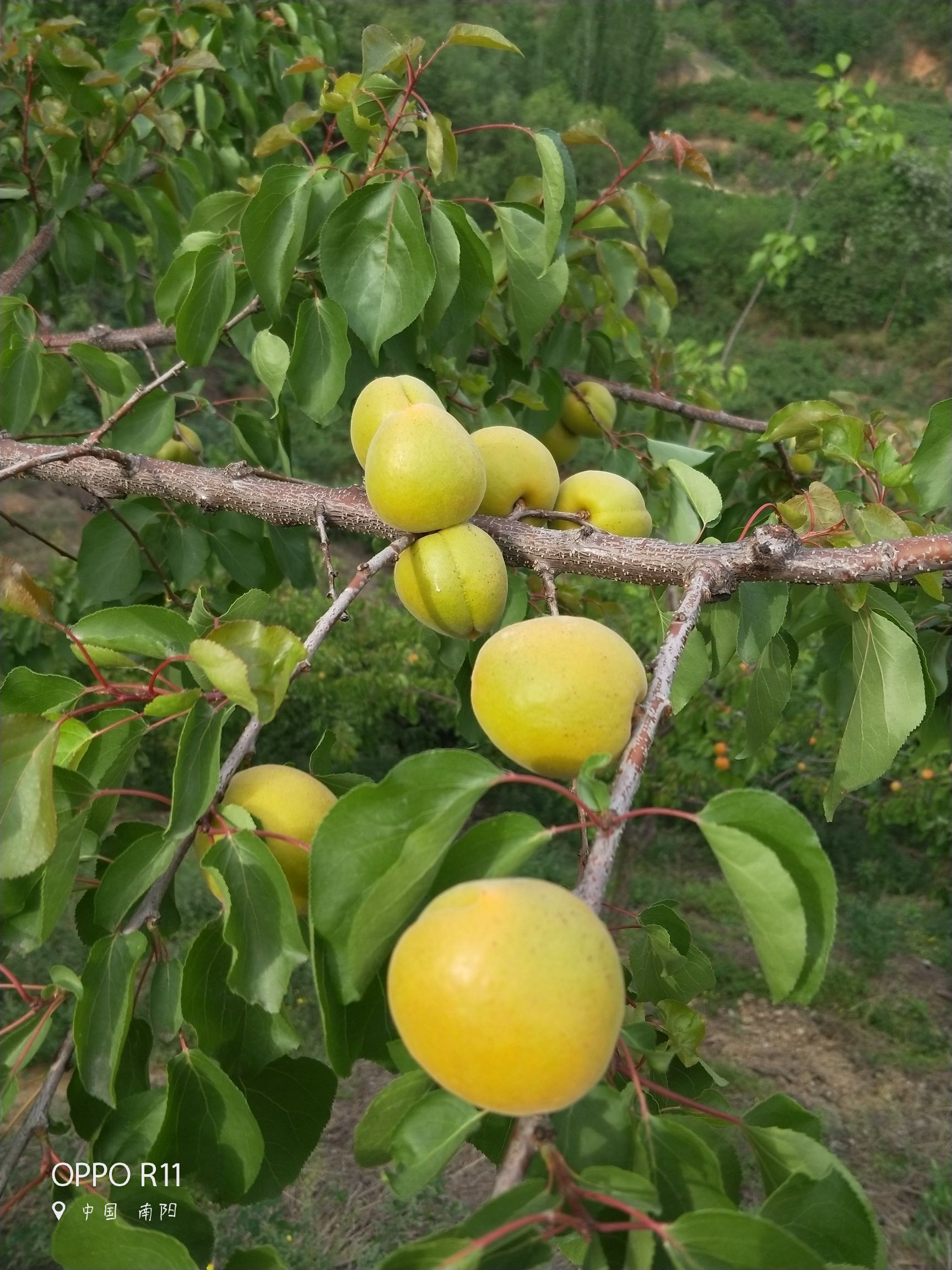 早熟金太阳杏  供应充足