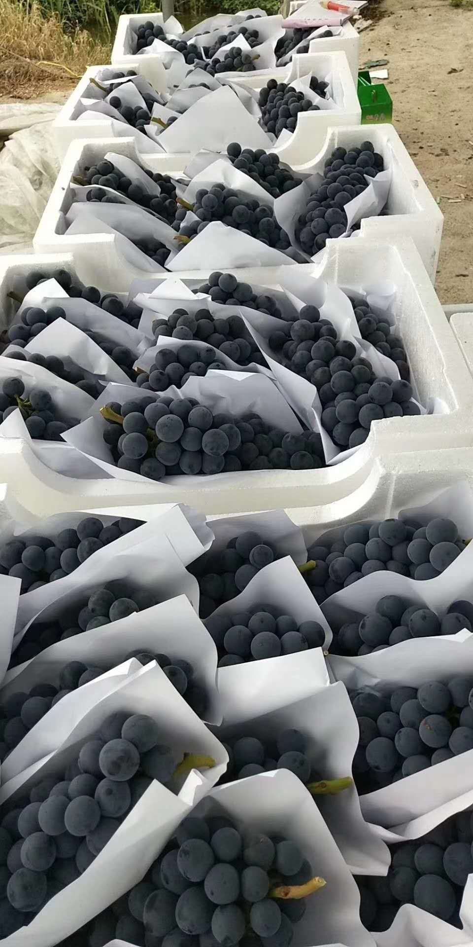 夏黑葡萄  夏天的黑美人口感杠杠的，