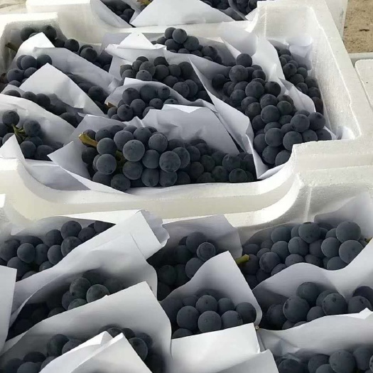 三门县夏黑葡萄  夏天的黑美人口感杠杠的，