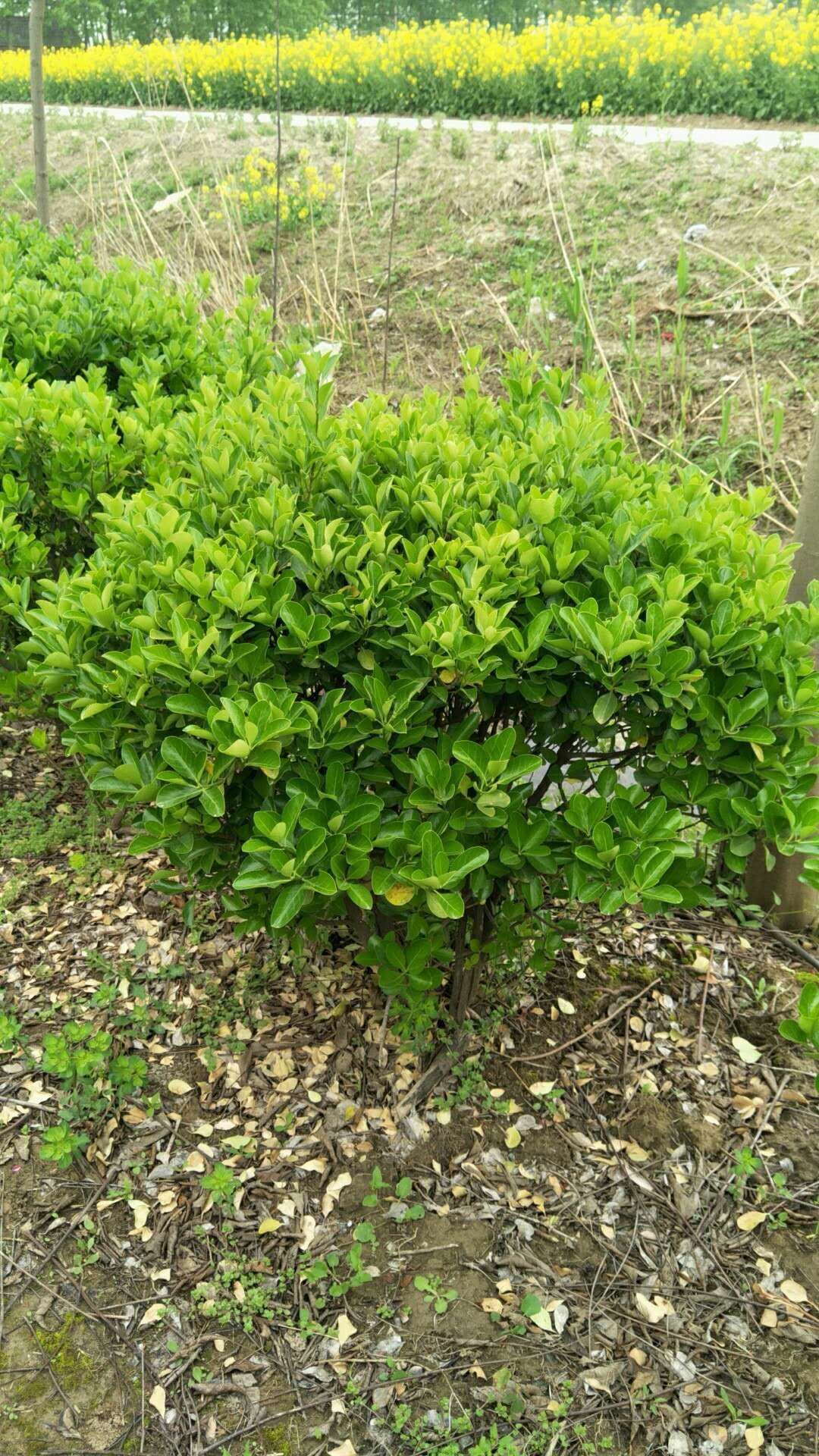 沭阳县 冬青球50--1米