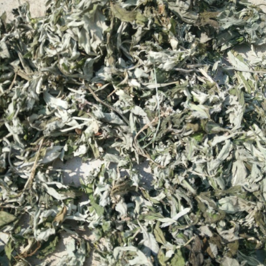 西乡县 新干艾叶