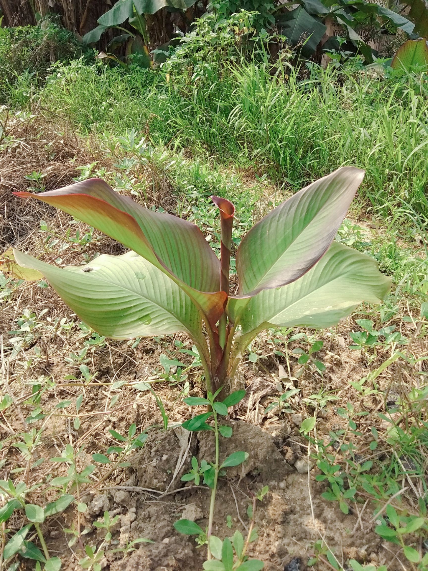 芭蕉芋  蕉芋苗  新鲜蕉芋