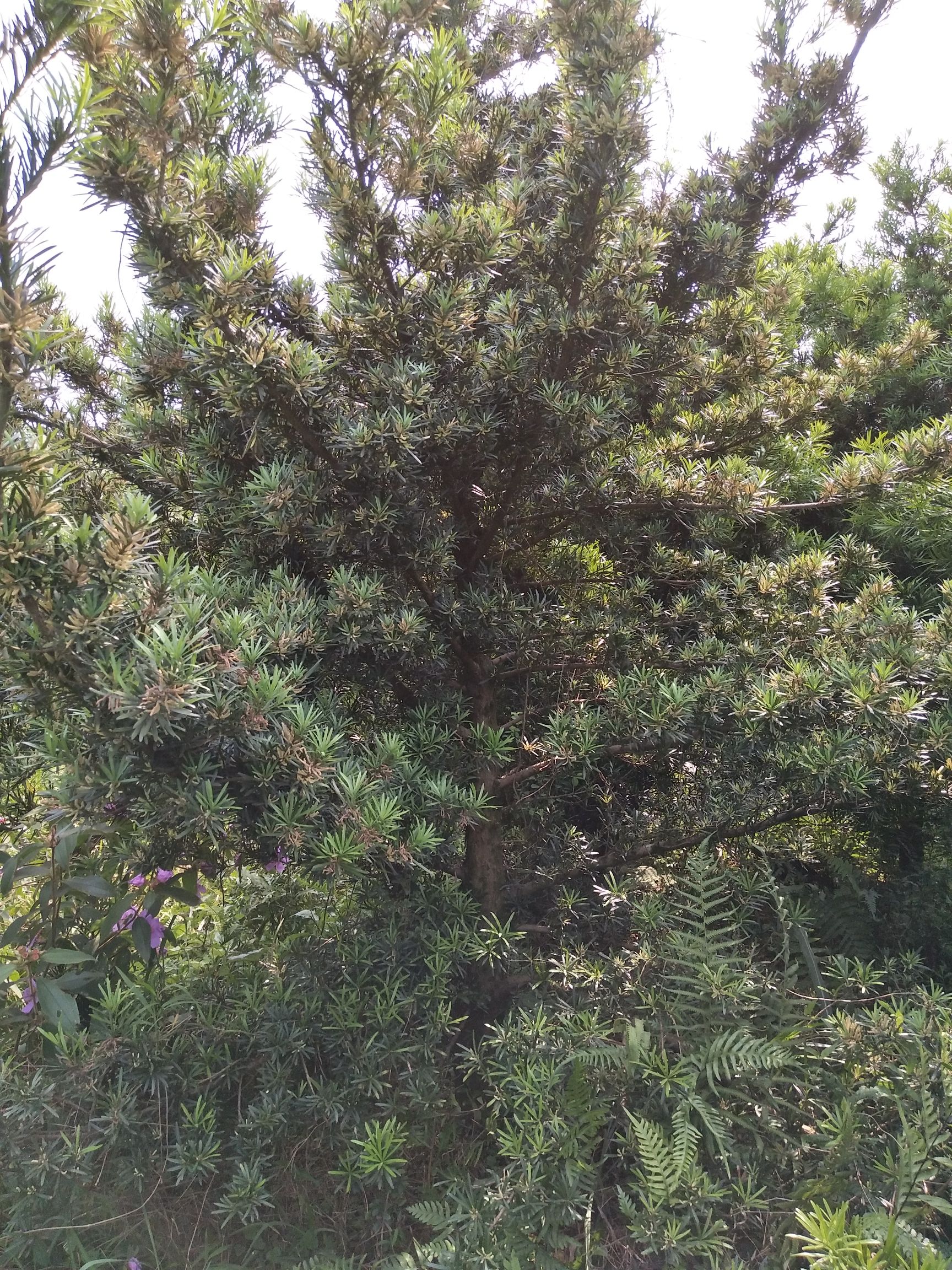  矮庄罗汉松适合盆景造型就三棵21至23分，16起分的50棵