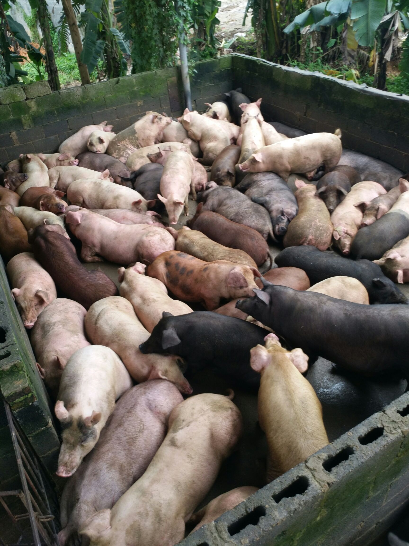 三元杂 平均220三杂猪150头,需要的老板联系