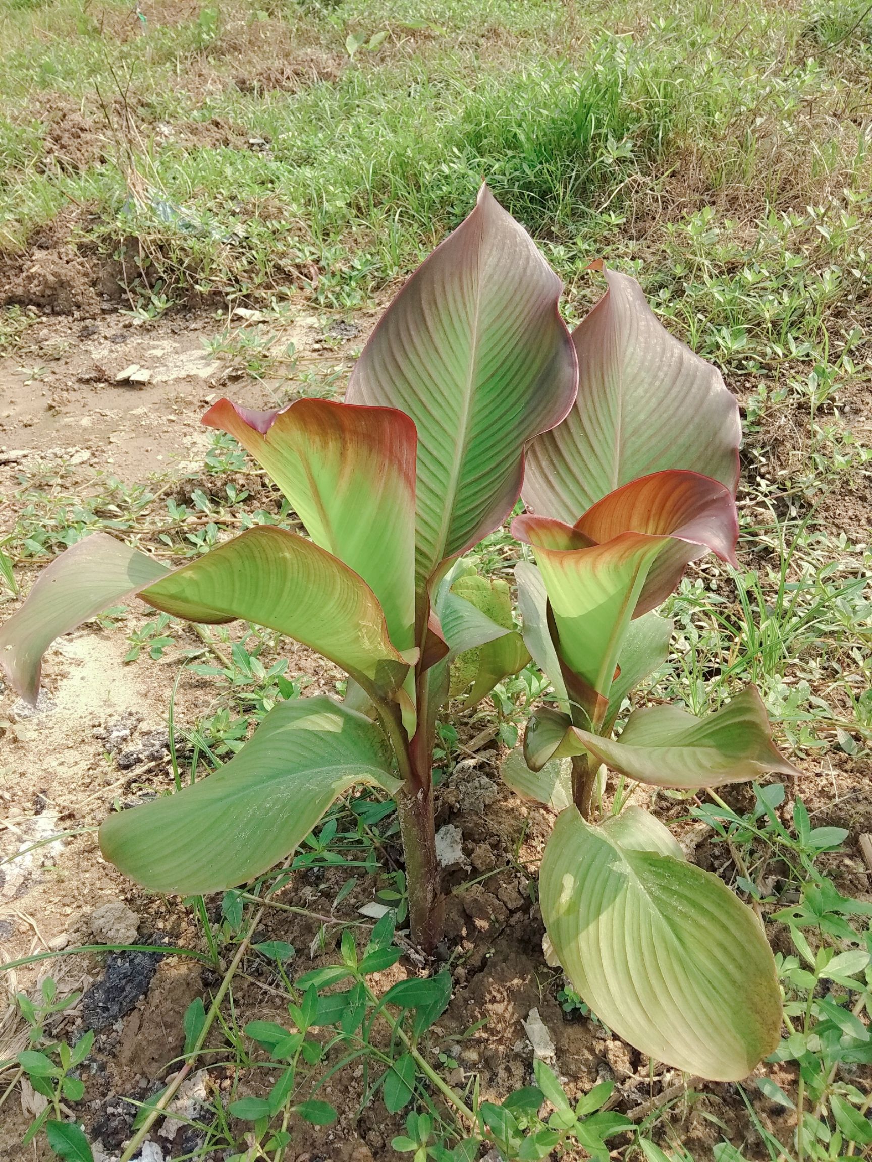 芭蕉芋  蕉芋苗  新鲜蕉芋