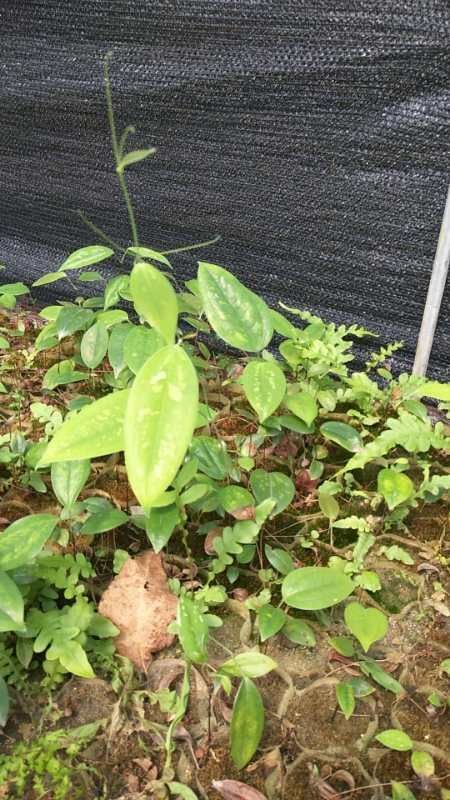 灵山县土茯苓苗 土茯苓种苗 2019必爆农产品