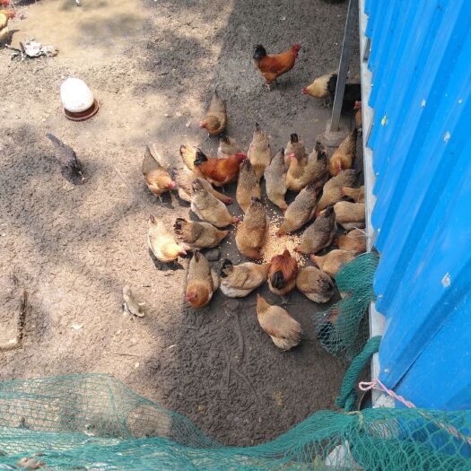 宾阳县 正宗土鸡