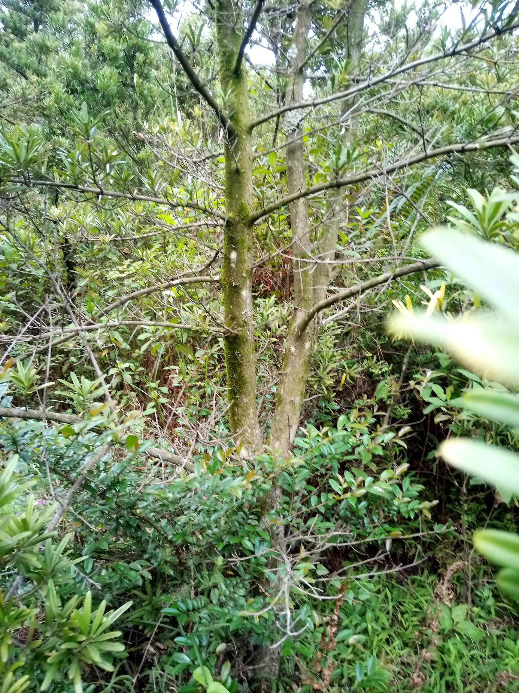  羅漢松