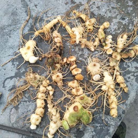杭州 鸡头黄精