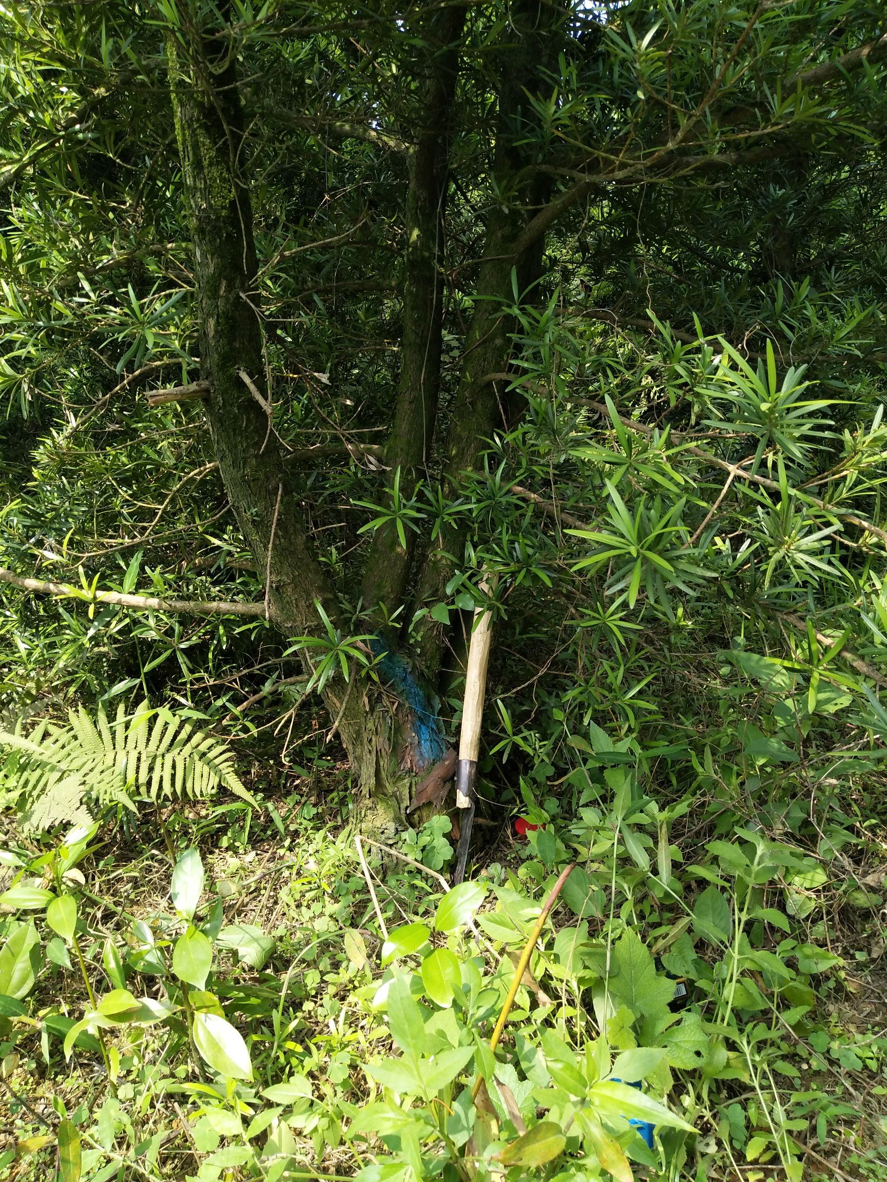  矮庄罗汉松适合盆景造型就三棵21至23分，16起分的50棵
