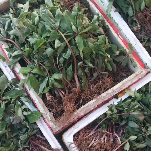 康定市重楼苗 品种好，易活，粉质好，生长要求阴暗潮湿，树村易种！