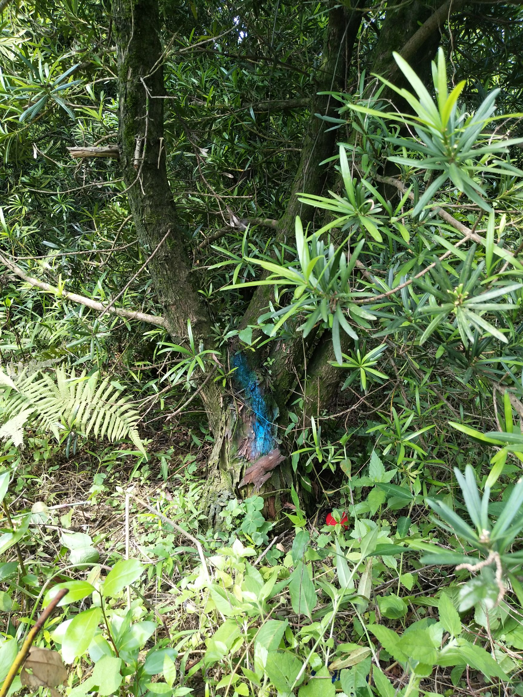  矮庄罗汉松适合盆景造型就三棵21至23分，16起分的50棵