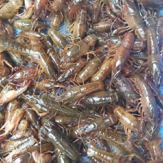 桂林龙虾苗 龙虾