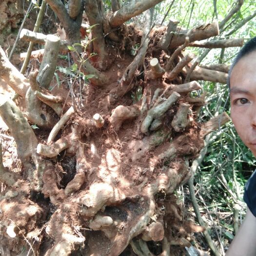 富源县映山红老桩
