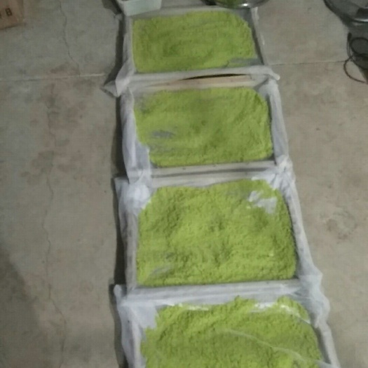 豆虫卵豆丹卵，包回收，教养殖技术