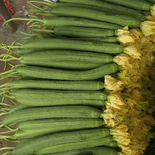 濮阳县 基地大量出售精品鲜花丝瓜