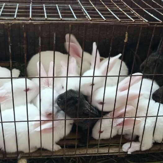东海县肉兔 1斤以下