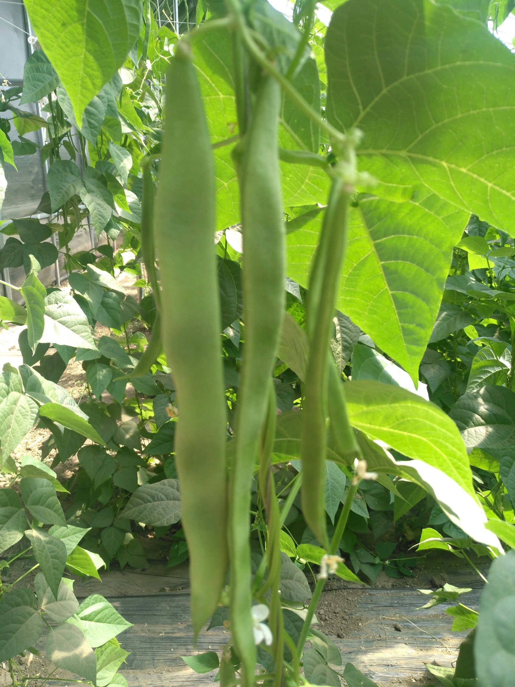 吉林省四平市公主岭市 云豆角二扁