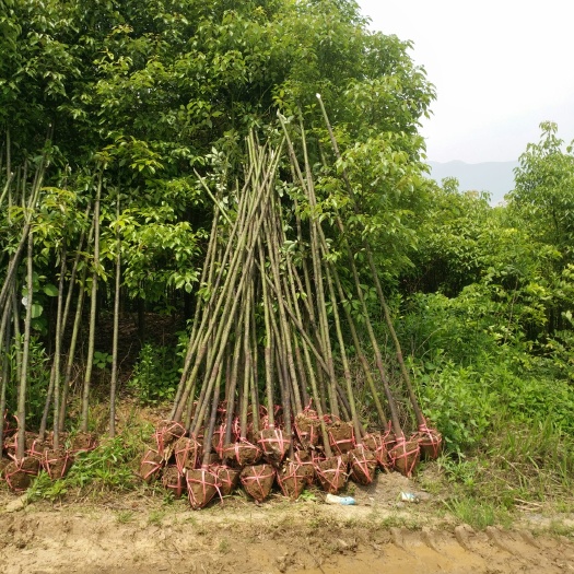 九江 3公分香樟大量供应