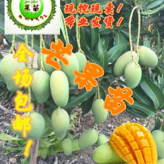 灵山县 直销芒果苗、金煌芒果苗