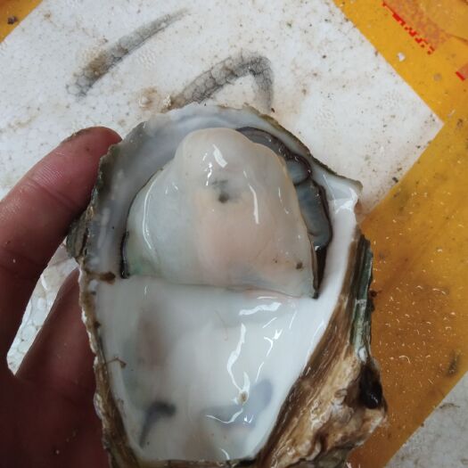 佛山电白牡蛎  脆口蚝，台山中蚝