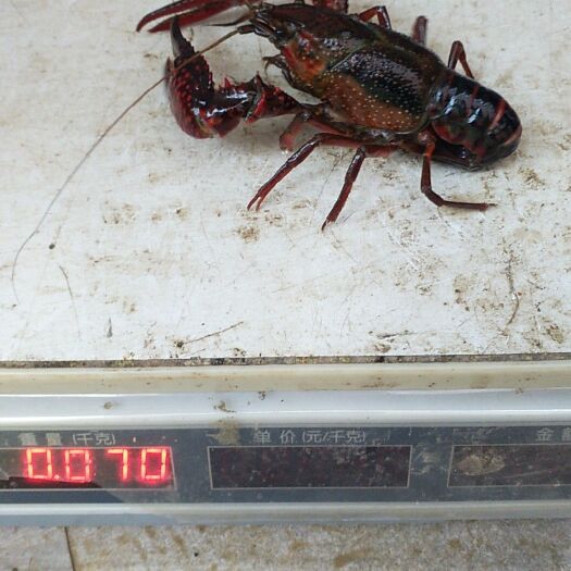 祁阳市清水小龙虾 9钱以上 塘虾
