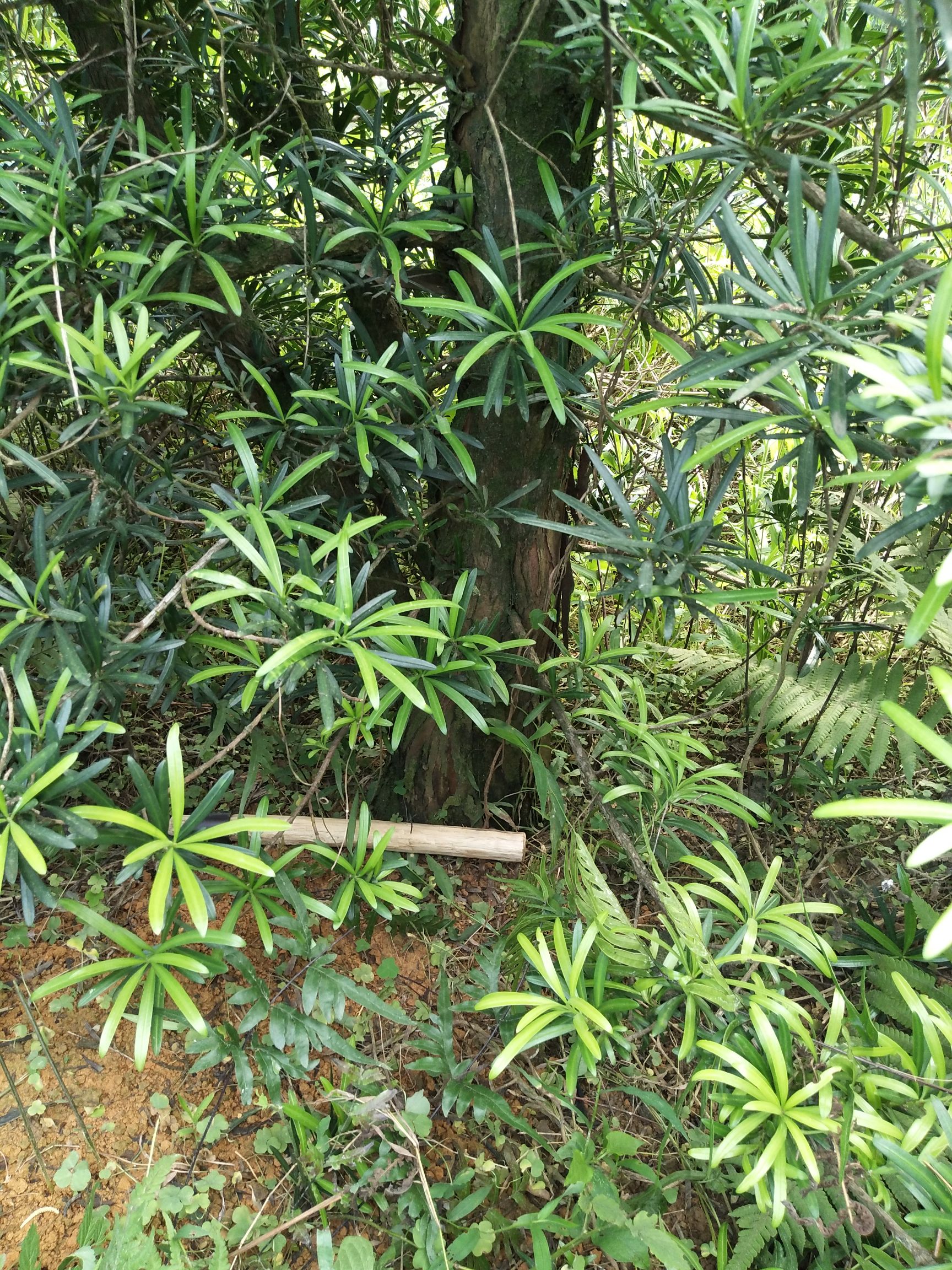  矮庄罗汉松适合盆景造型就三棵21至23分，16起分的50棵
