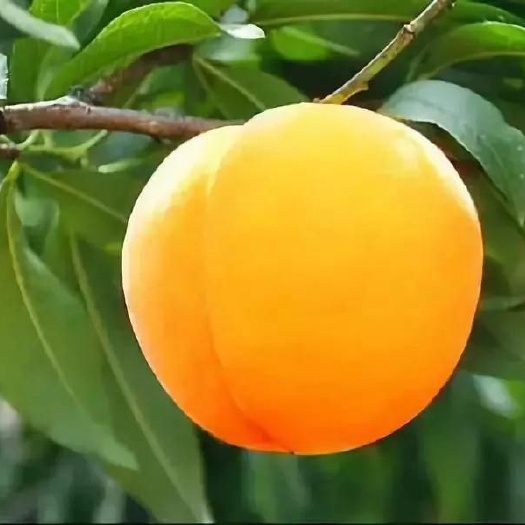 蒙阴县 沂蒙山蜜桃之乡