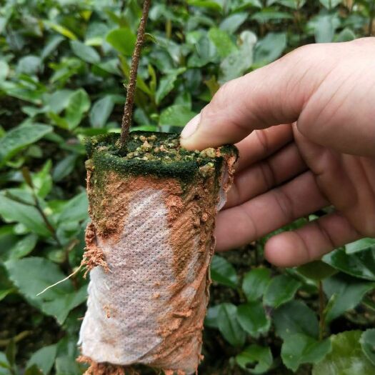 灵山县 油茶苗小苗