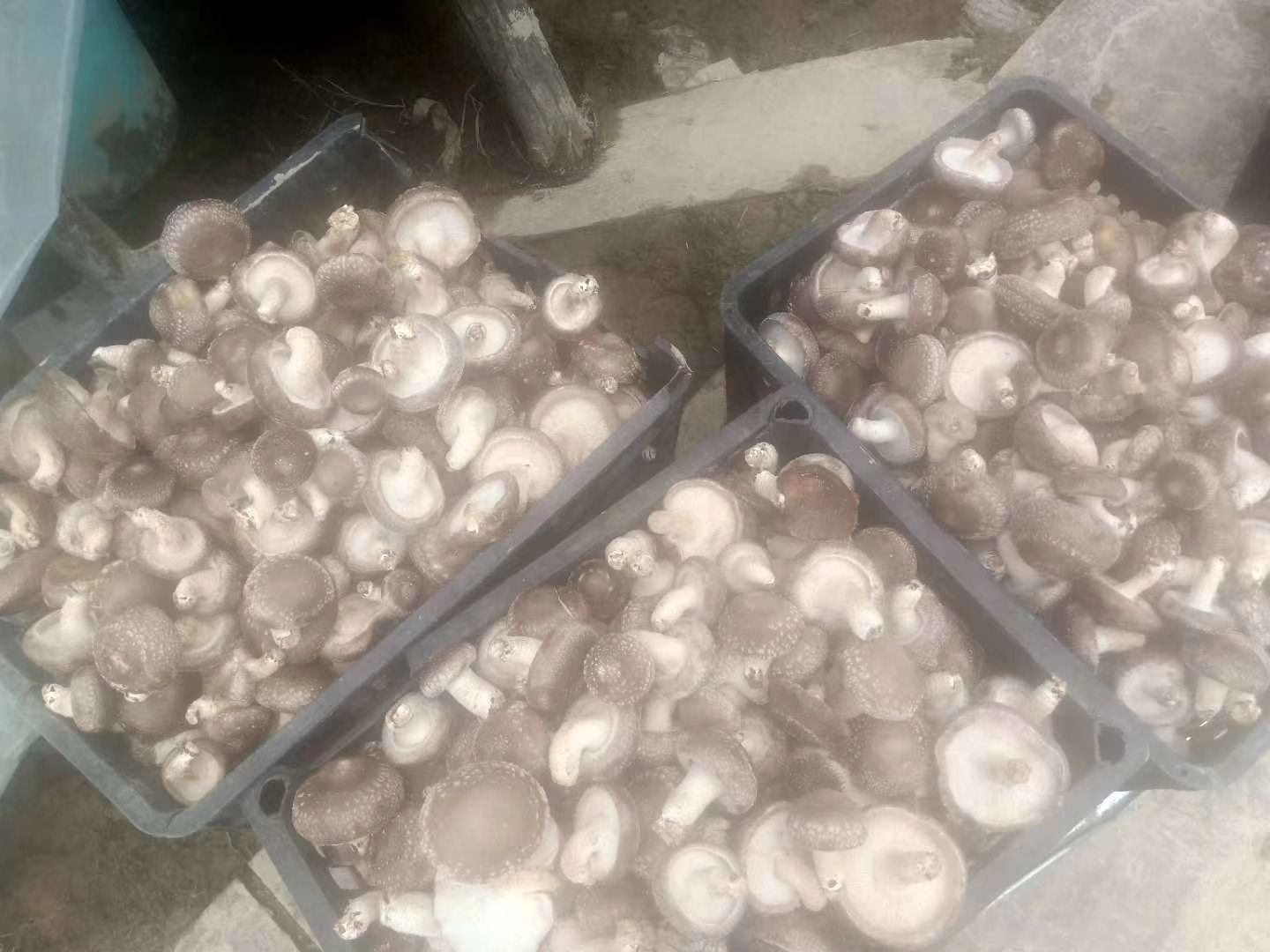  香菇，日产800斤需要的联系